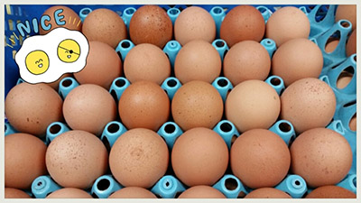 tamago